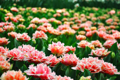 Close-up of pink flowering plants