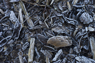 Full frame shot of leaves