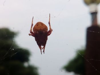 Close-up of insect on web