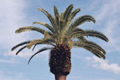 Low angle view of palm tree against sky