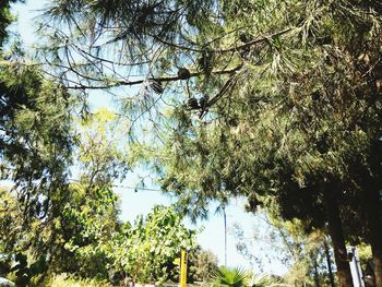 Low angle view of trees