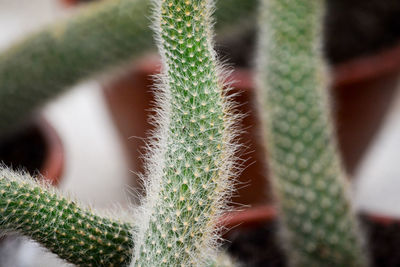 Close-up of succulent plant