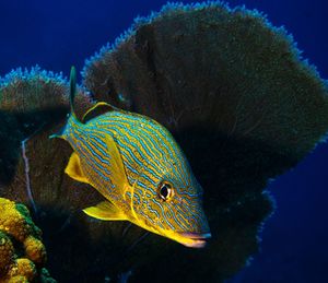 Close-up of fish swimming in sea