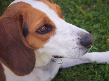 Close-up of a beagle dog looking away