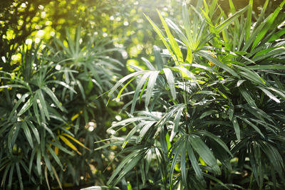 Close-up of fresh green plants on field