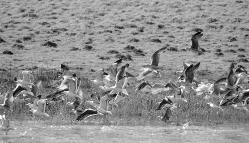 Flock of birds