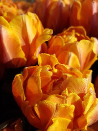 Full frame shot of yellow rose