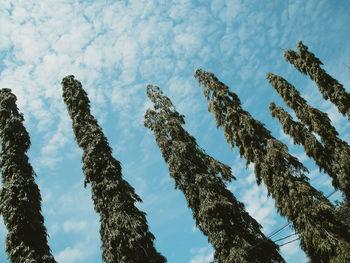 Low angle view of trees against sky