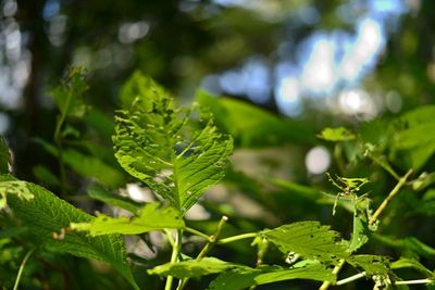 Close-up of leaves