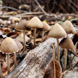 Close-up of mushrooms growing on field