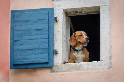 Close-up of dog outside house