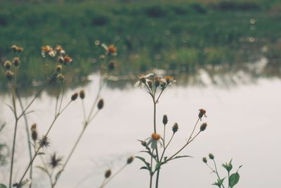 Close-up of flowering plant on field