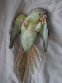 High angle view of parrot perching