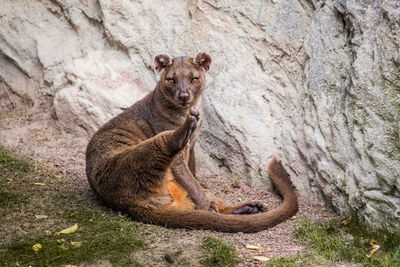 Portrait of fossa sitting on rock