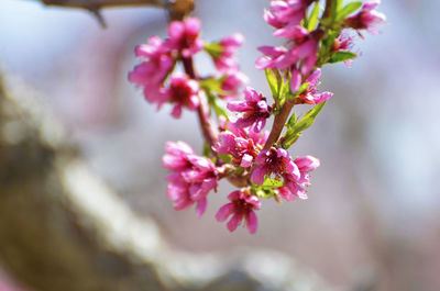 Close-up of pink cherry blossoms