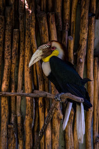 Close-up of bird perching on tree