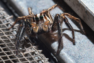 Close-up of spider