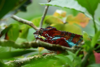 Close-up of insect on leaf