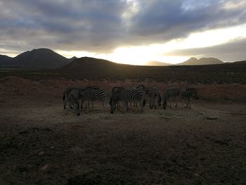 View of zebras on field against sky