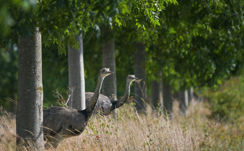 View of birds on field