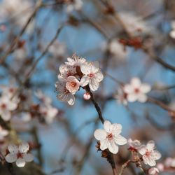 Close-up of cherry blossoms in spring