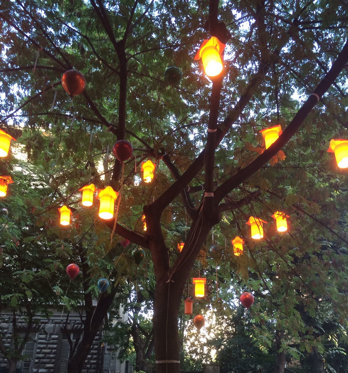 tree, illuminated, lighting equipment, branch, low angle view, street light, growth, hanging, sky, night, sun, decoration, nature, lens flare, outdoors, sunset, no people, glowing, sunlight, orange color