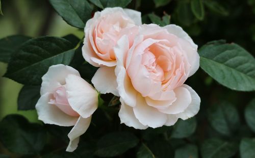 Close-up of pink rose blooming outdoors