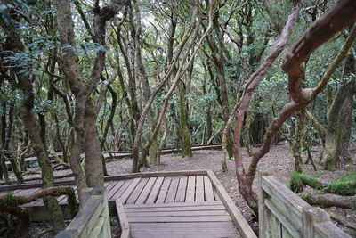 Empty bench amidst trees in forest