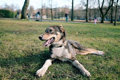 Dog looking away on grassy field