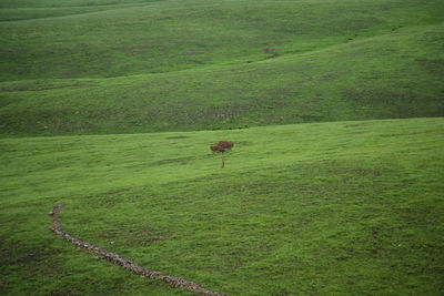 View of green grazing on grassy field