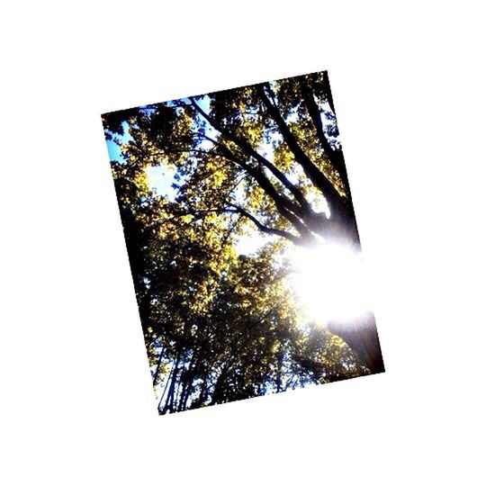 low angle view, tree, clear sky, sun, architecture, built structure, tall - high, sunlight, building exterior, sunbeam, glass - material, growth, sky, day, lens flare, directly below, nature, no people, skyscraper, branch