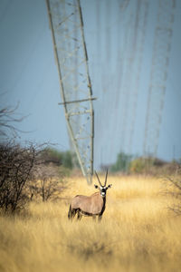 Gemsbok stands in grass by electricity pylons