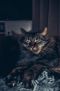 Close-up portrait of a cat resting on bed