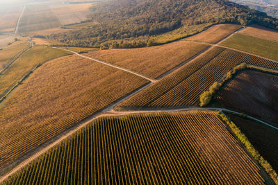 High angle view of grape plantations near villany wine region in hungary in the autumn 