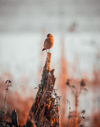 Close-up of bird perching on plant