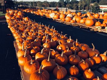 View of pumpkins against orange wall