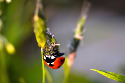 Close-up of ladybug on leaf