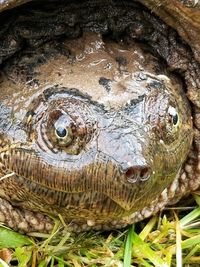 Close-up of tortoise