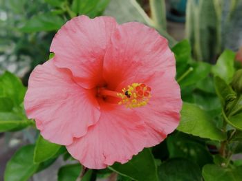 Close-up of pink hibiscus flower