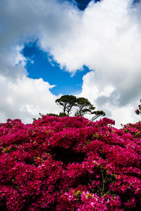 Low angle view of flowers against cloudy sky