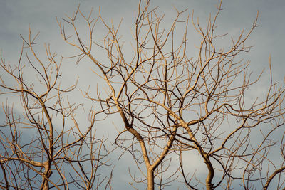 Low angle view of bare tree against sky