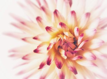 Close-up of pink flower