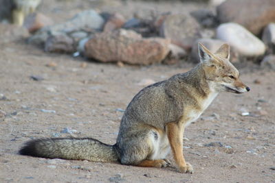 Fox on rock