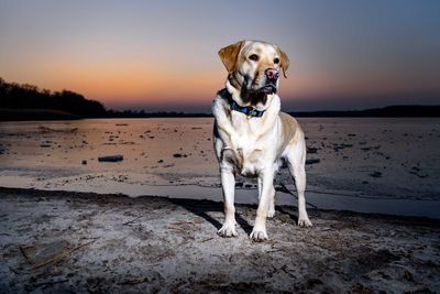Dog standing on beach against sky during sunset