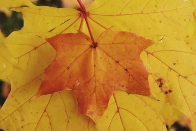 Close-up of yellow leaf