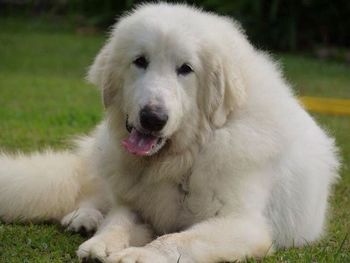 Close-up of puppy on field