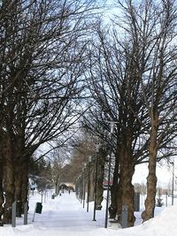 Bare trees on snow covered landscape