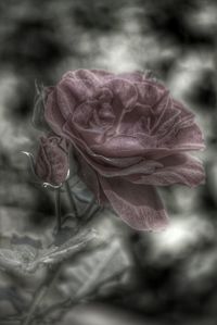 Close-up of flower against blurred background