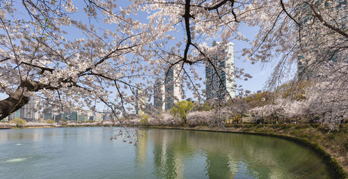 Cherry tree by lake against sky