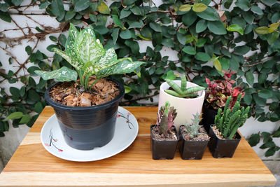 Close-up of potted plants on table